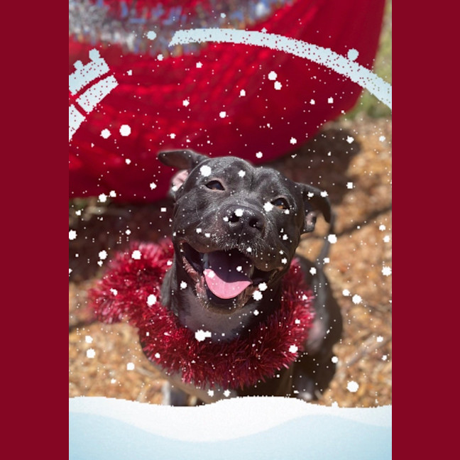 Photo of Hank (9218)