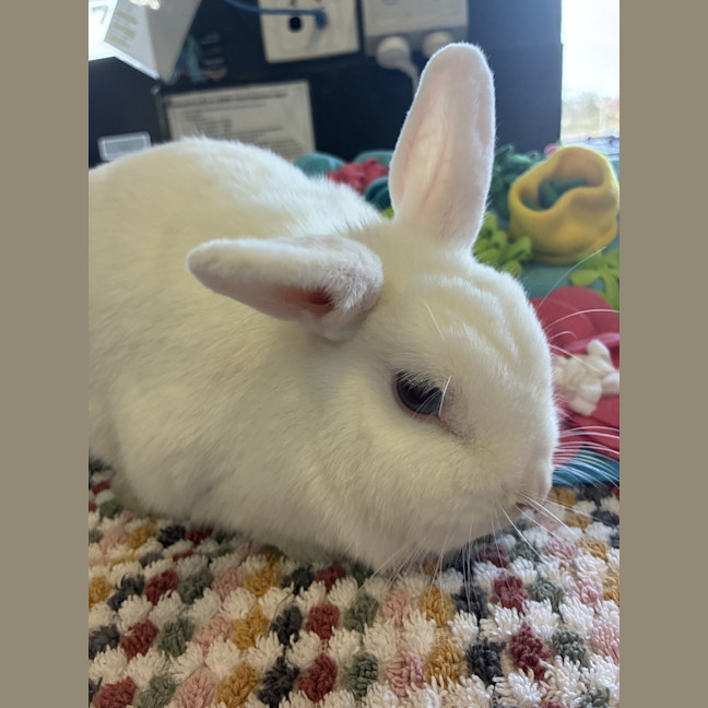 Photo of Tofu (Bonded With Mao Mao)