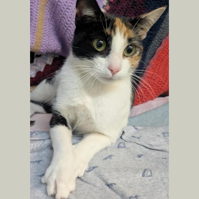 Photo of Divine Serpent Geh