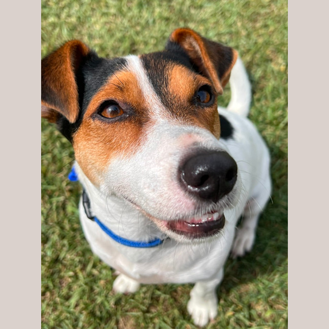 Photo of Milo   2 Year Old Jack Russell Terrier