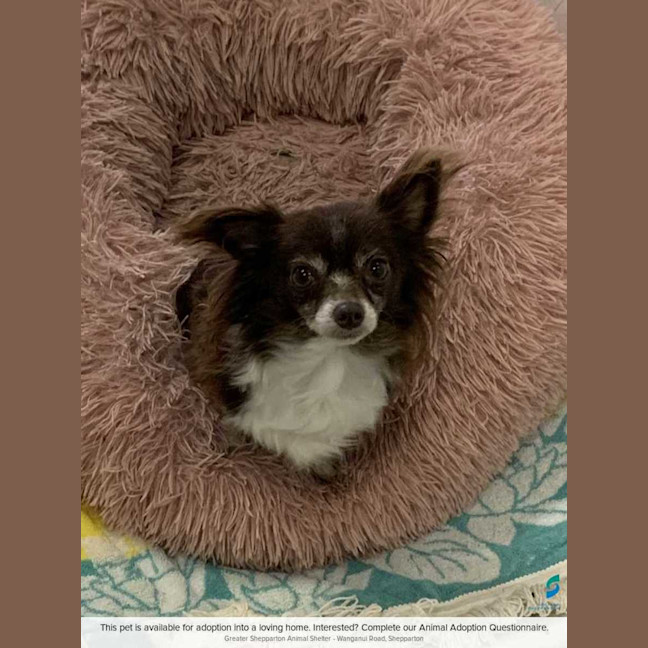 Photo of Marble (Please Read My Bio)