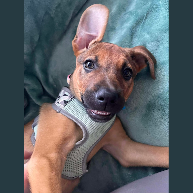 Photo of Elphie