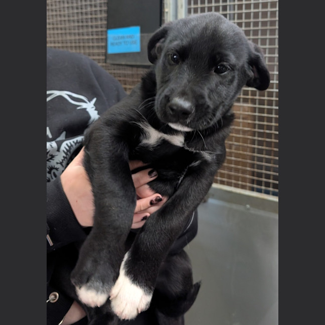 Photo of Luna