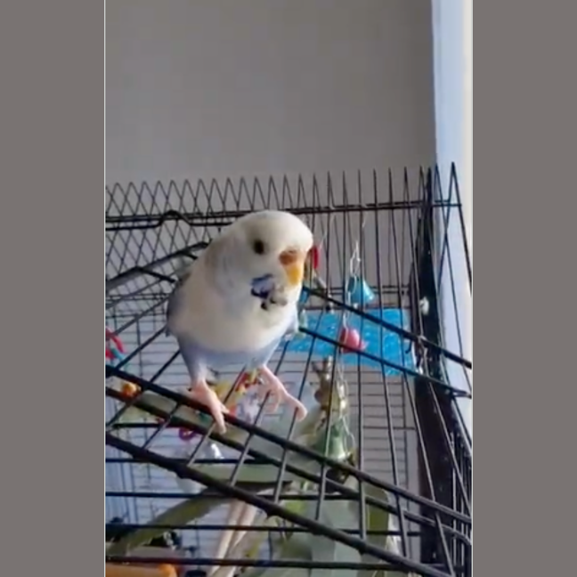 Photo of Gracie