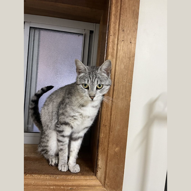 Photo of Nina   Available Pet Quarters Thornton 