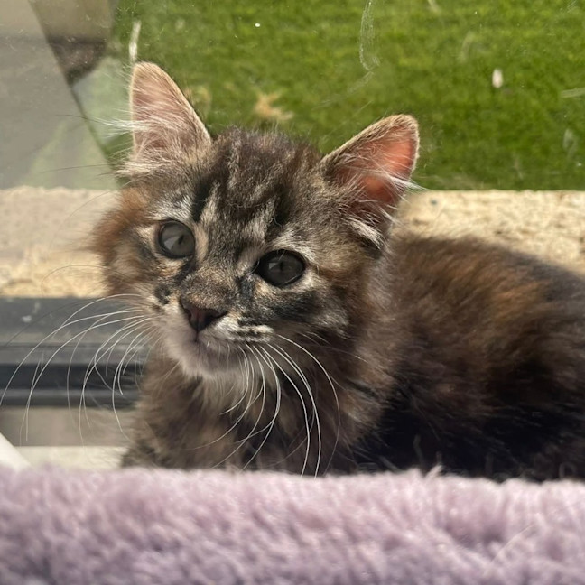 Photo of Mozee
