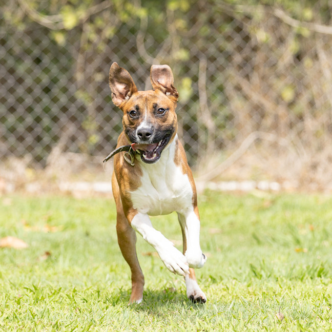 Photo of Buster