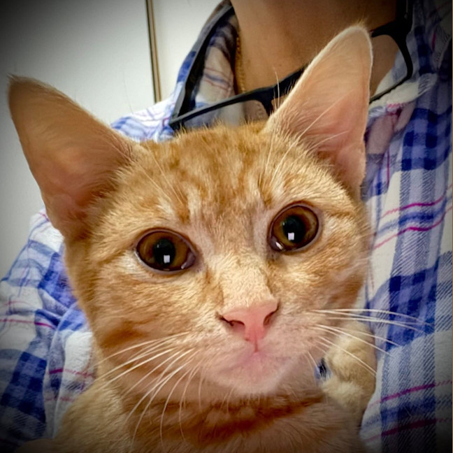 Photo of Kitsu
