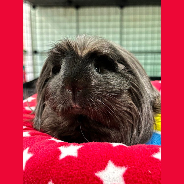 Photo of Louis (Desexed) 