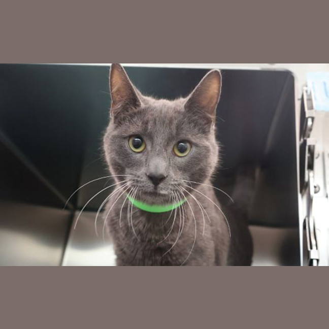 Photo of Sesame