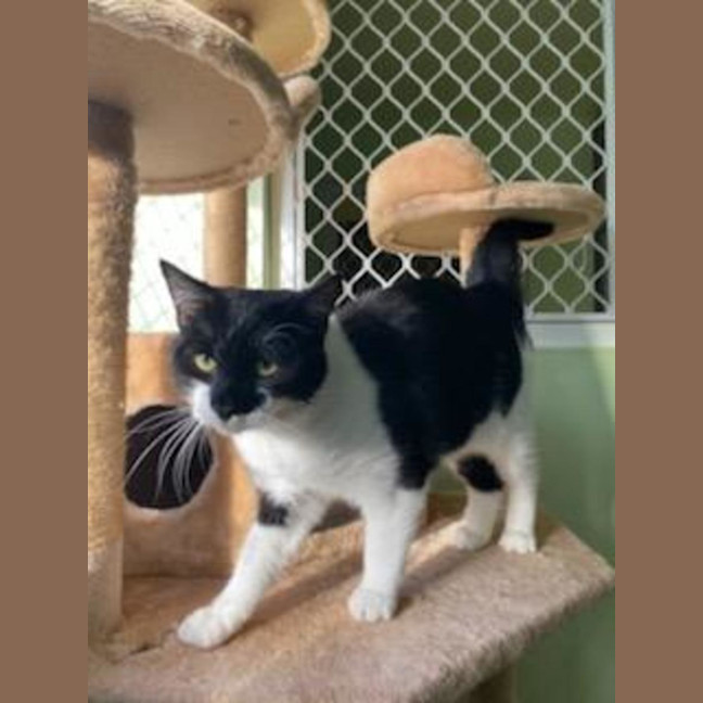 Photo of Spot