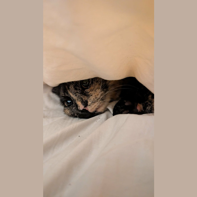 Photo of Pepper