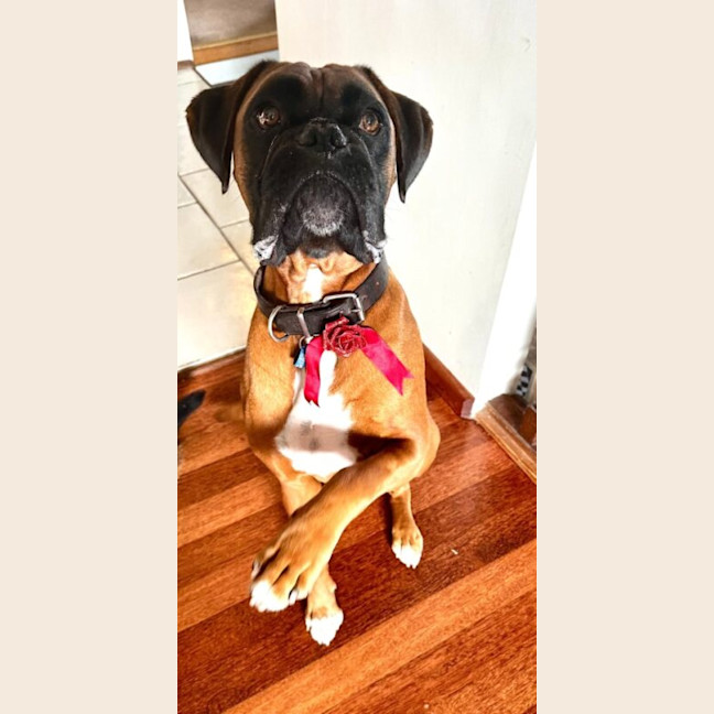 Photo of Tyson