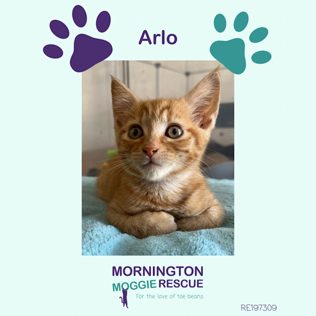 Photo of Arlo