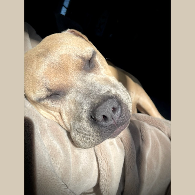 Photo of Lyra