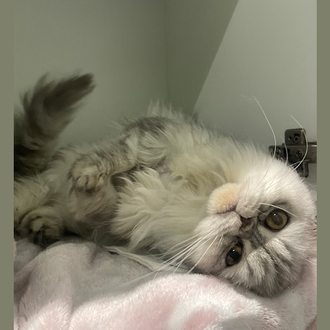 Photo of Melba