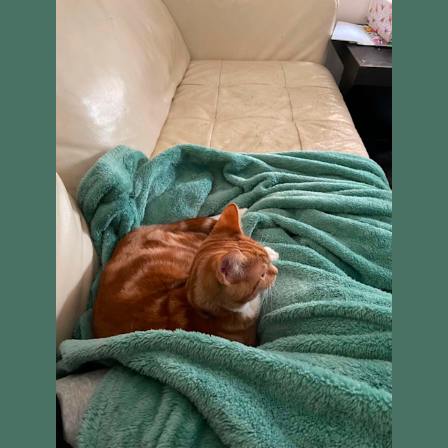 Photo of Simba