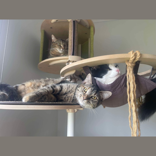 Photo of Juniper And Jinn