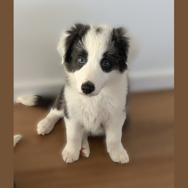 Photo of Bentley