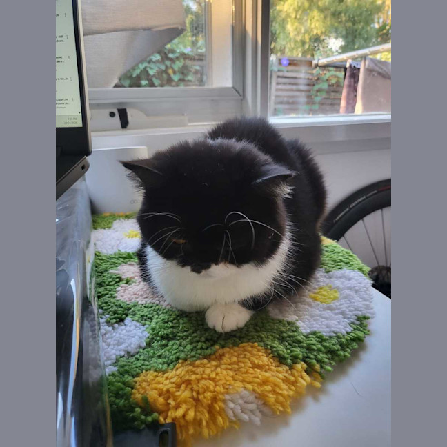 Photo of Gremlin