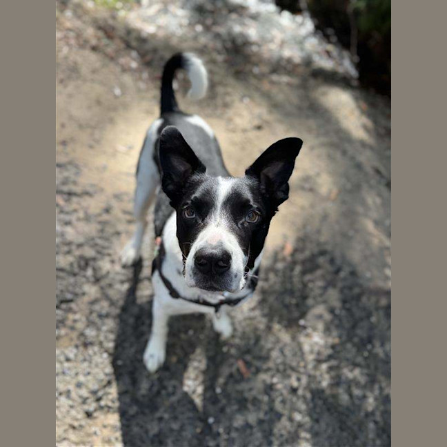 Photo of Dozer