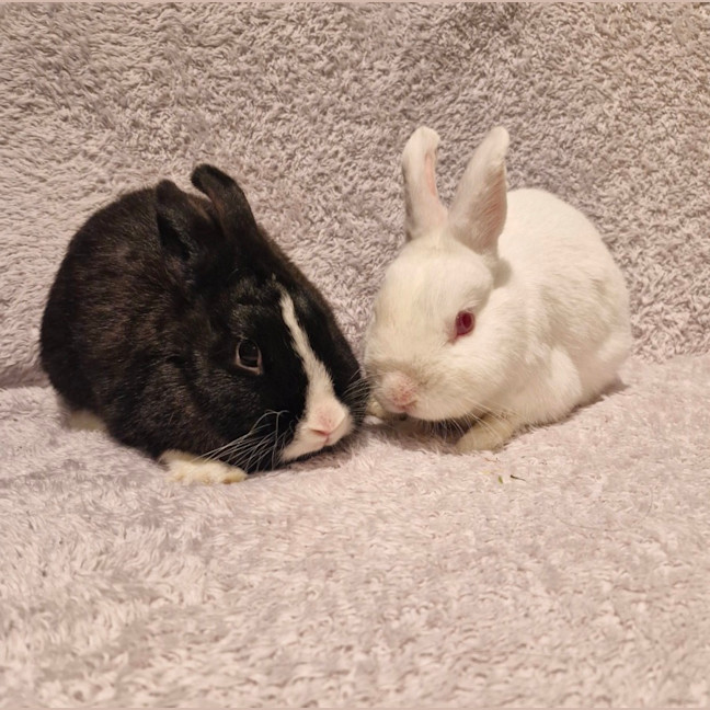 Day and Gracie - Netherland Dwarf mix Bunnies - Male Mix Rabbit in VIC ...