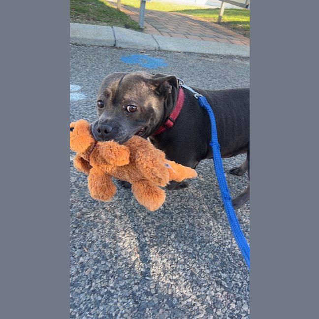 Photo of Sadie