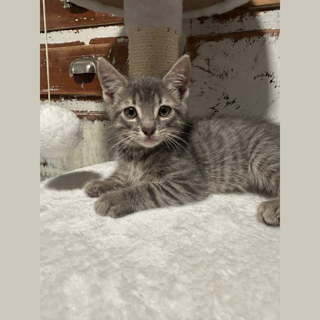 Photo of Tango
