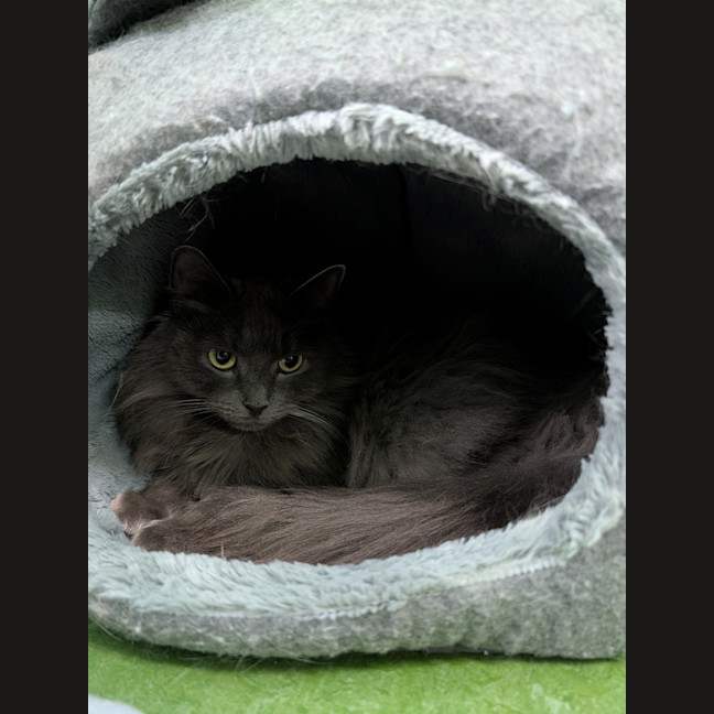 Photo of Sylvie ( Bonded With Snowy )