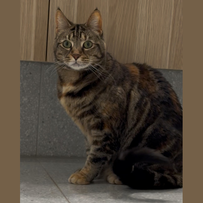 Photo of Twiglet ( Tilly )