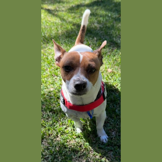 Photo of Poh   3 Year Old Fox Terrier