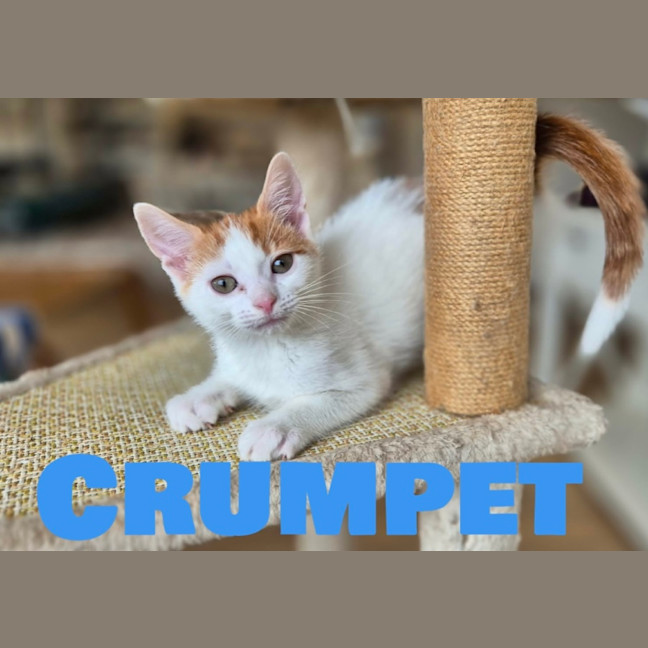 Photo of Crumpet