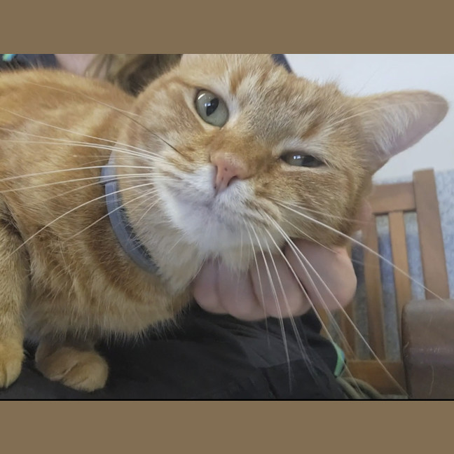 Photo of Honey
