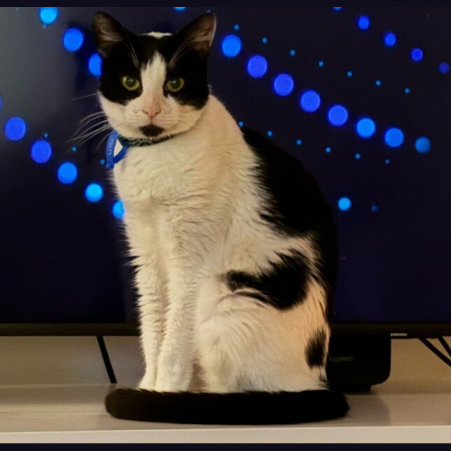 Photo of Scout