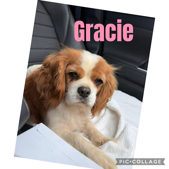 Photo of Gracie 