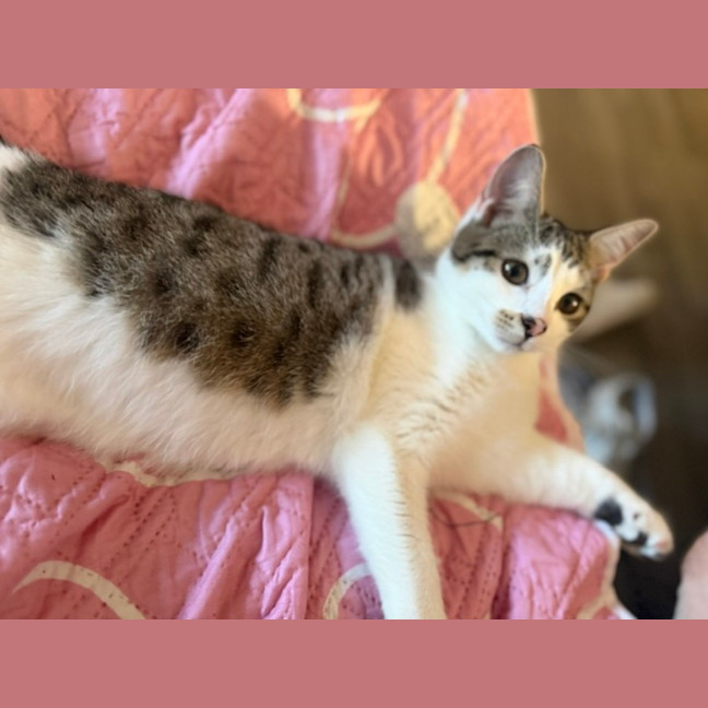 Photo of Archer