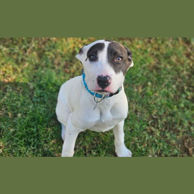 Photo of Louie