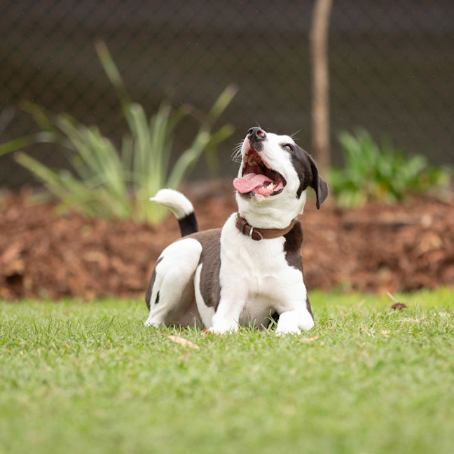 Photo of Oscar