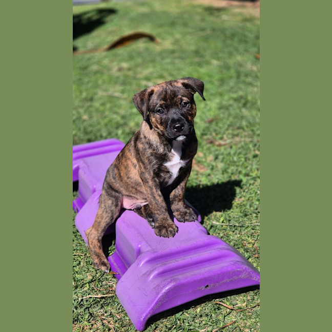 Photo of Snickers
