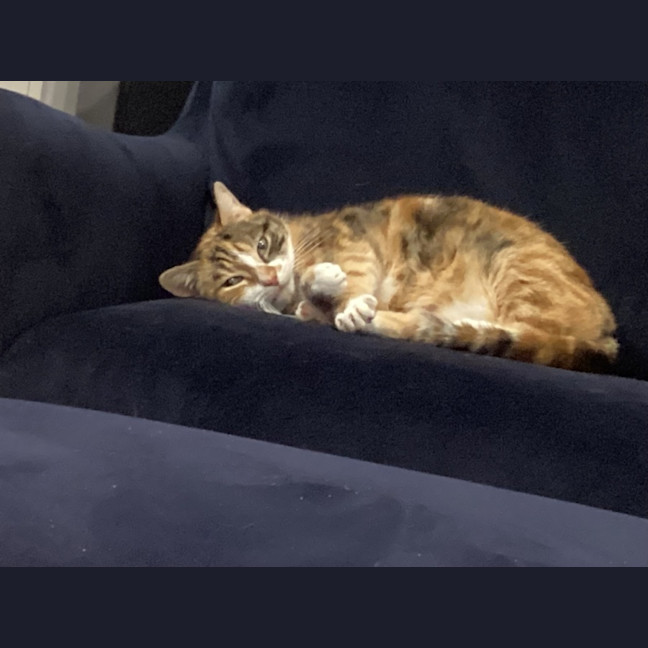 Photo of Mumma Cat