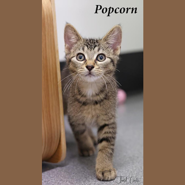 Photo of Popcorn