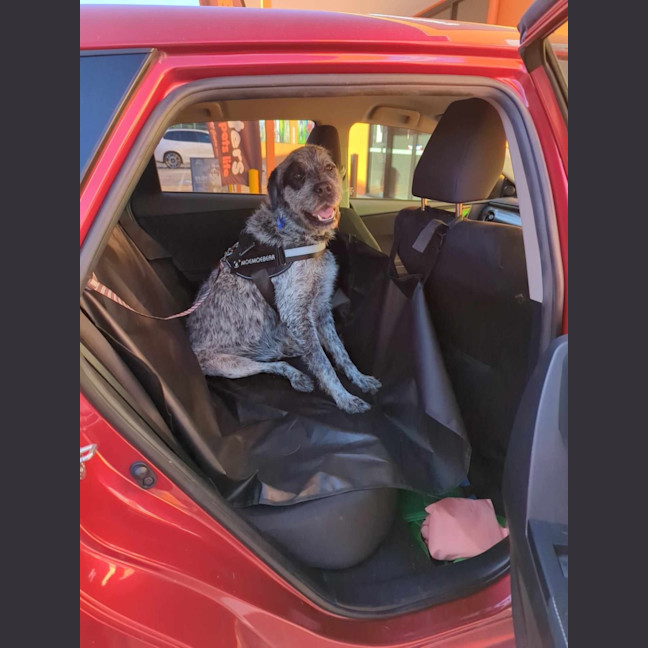 Photo of Gibble   2 Year Old Cattle Dog X Wolfhound (Trial)