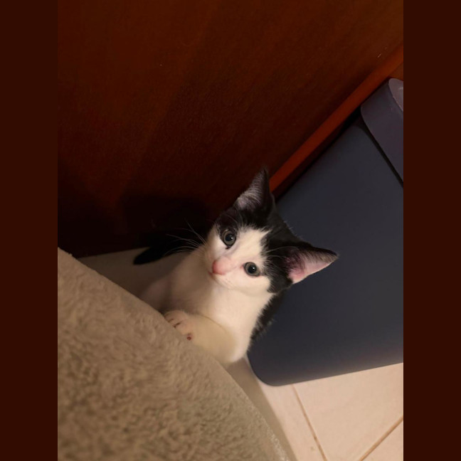 Photo of Oreo