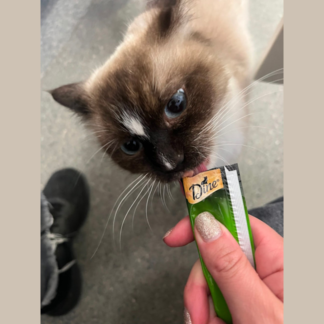 Photo of Neapolitan  Meet Me At Petstock Birkenhead Point