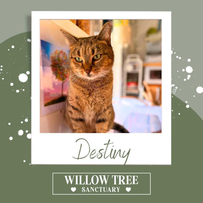Photo of Destiny