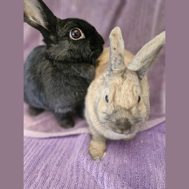 Photo of Coco & Cinnamon