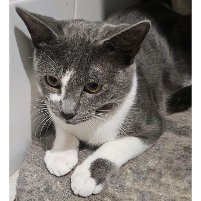 Photo of 12193   Brock