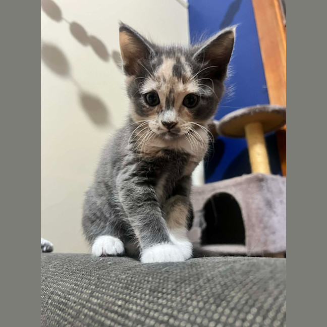 Photo of Smoochie