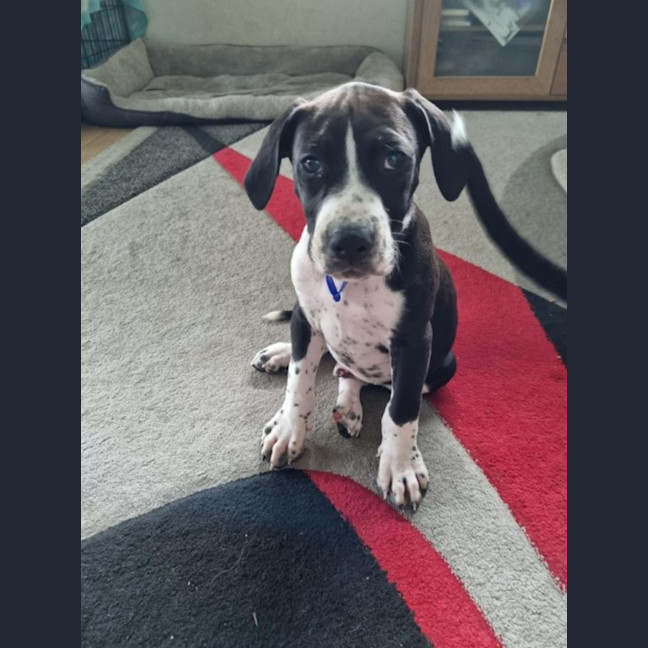 Photo of Chester   3 Month Old Staffy X (Trial)