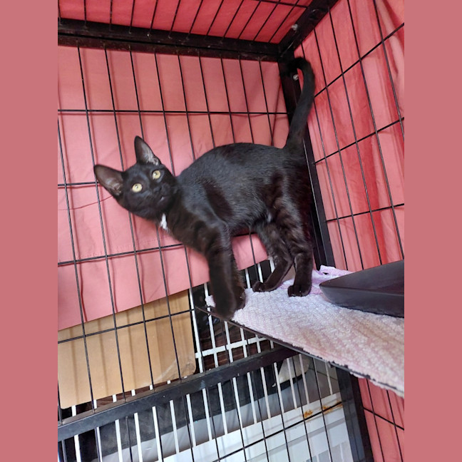 Photo of Penny